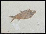 Knightia Fossil Fish - Wyoming #66539-1